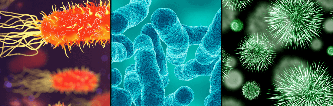 Various microscopic organisms showing difference between antimicrobial vs antibacterial solutions