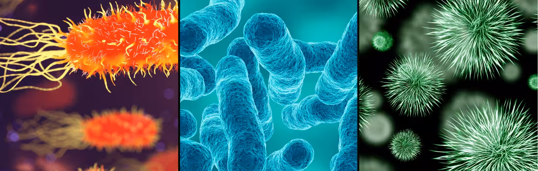 Various microscopic organisms showing difference between antimicrobial vs antibacterial solutions